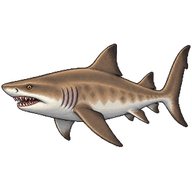 Sand Tiger Shark