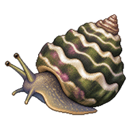 Common Wavy Turban Snail