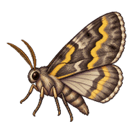 Yellow-line Quaker