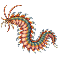 Clam Worm