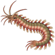 Japanese Polychaete Worm