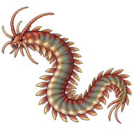 Korean lugworm