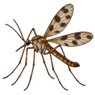 Sixspot Cranefly