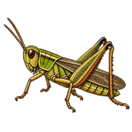 Upland Field Grasshopper