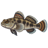 Chameleon Goby