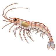 Akiami Paste Shrimp