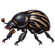 Black-Streaked Dung Beetle