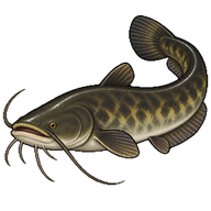 Amur Catfish