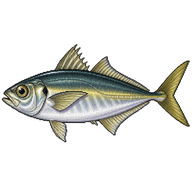 Japanese Jack Mackerel