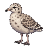 California Gull Chick