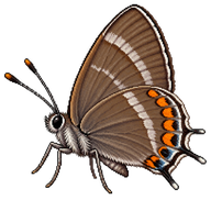 Banded Hairstreak