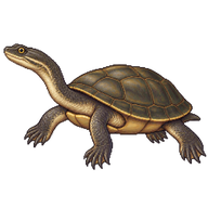 Oblong Turtle