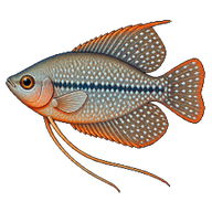 Pearl Gourami