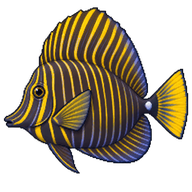 Sailfin Tang