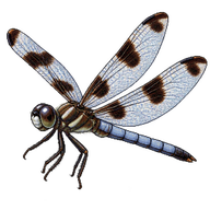 Eight-spotted Skimmer