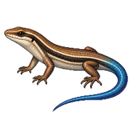 Southern Grass Skink