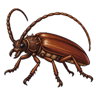 Brown Prionid Beetle