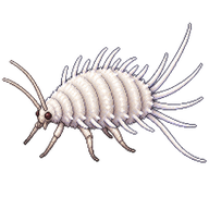 Citrus Mealybug