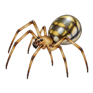 American Dewdrop Spider