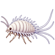 Long-tailed Mealybug