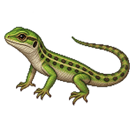 Eastern Green Lizard Hatchling