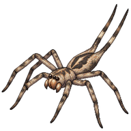 Twotailed Spider