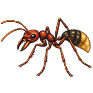 Golden-tailed Bull Ant