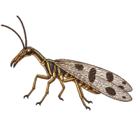 Raphidia Notata Snakefly