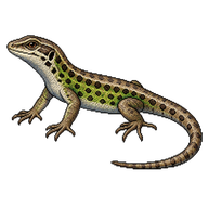 Dalmatian Wall Lizard