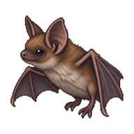 Little Brown Bat Pup
