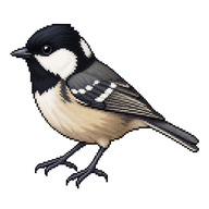 Coal Tit