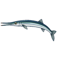 Garfish