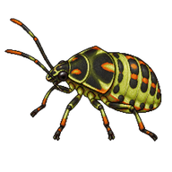 Cabbage Bug Nymph