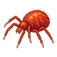 Clover Mite