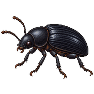 Black Fungus Beetle
