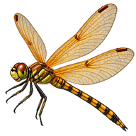 Wandering Glider