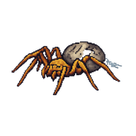 Cave Cobweb Spider