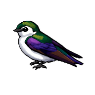 Violet-green Swallow
