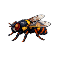 False Worker Hoverfly