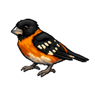 Black-headed Grosbeak