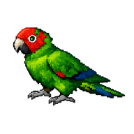 Mitred Parakeet