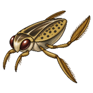 Punctate Corixa