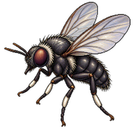Whitestockinged Black Fly