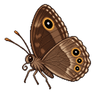 Dark-branded Bushbrown