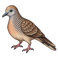 Peaceful Dove