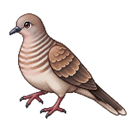 Bar-shouldered Dove