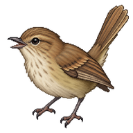 Brown Thornbill