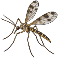 Winter Crane Fly