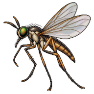 Dance Fly