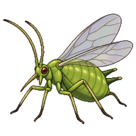 Monell's Drepanaphis Aphid